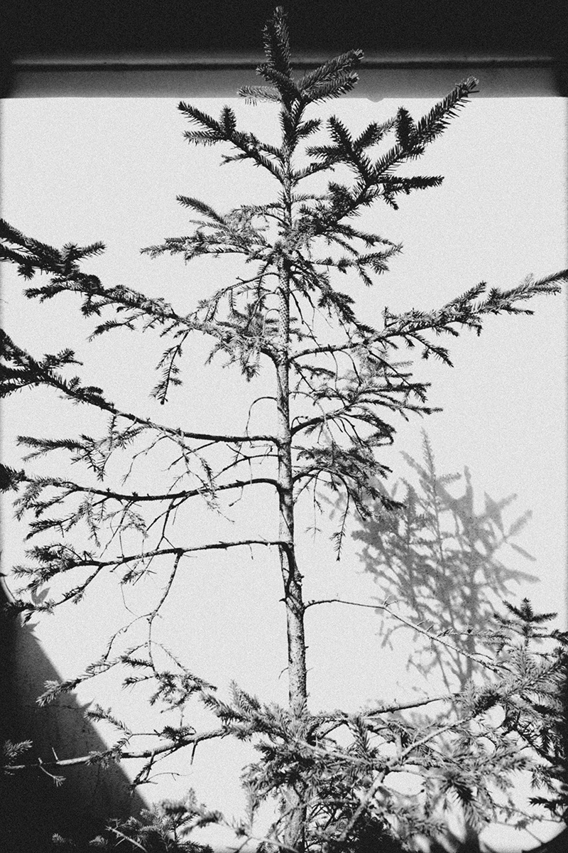Fir Tree 1 image