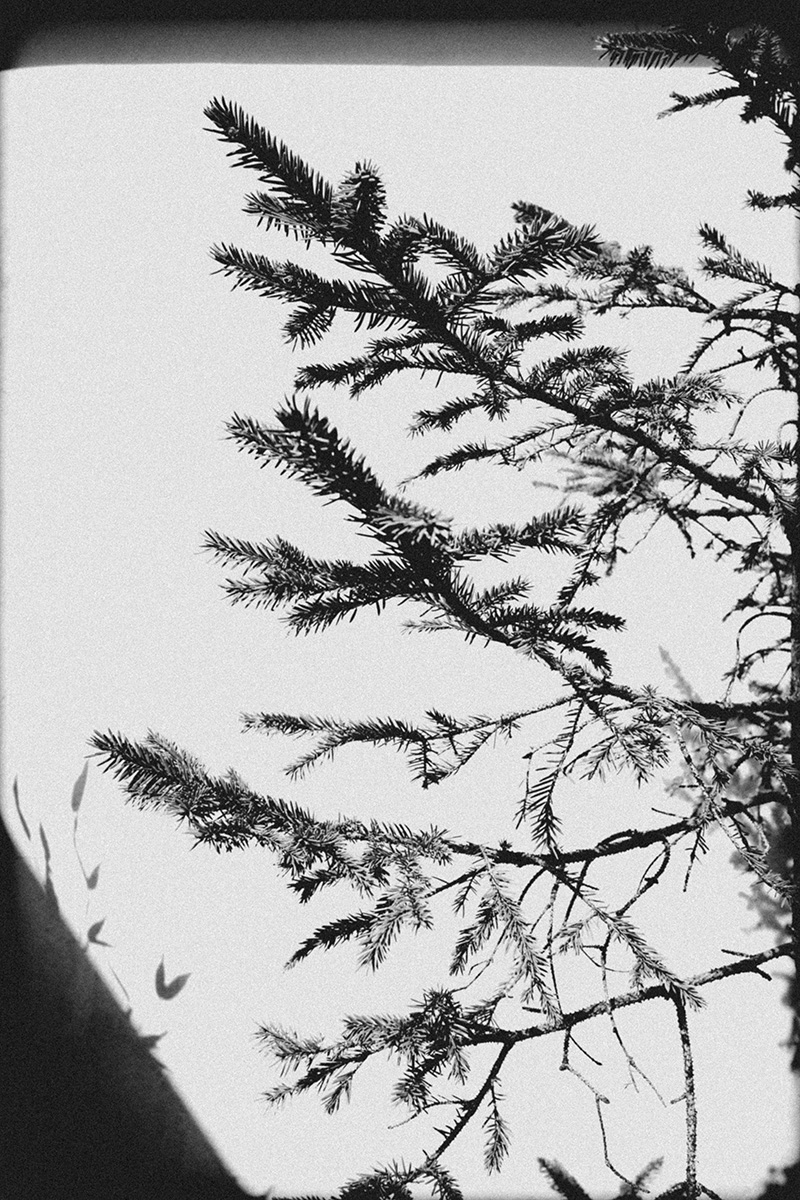 Fir Tree 4 image