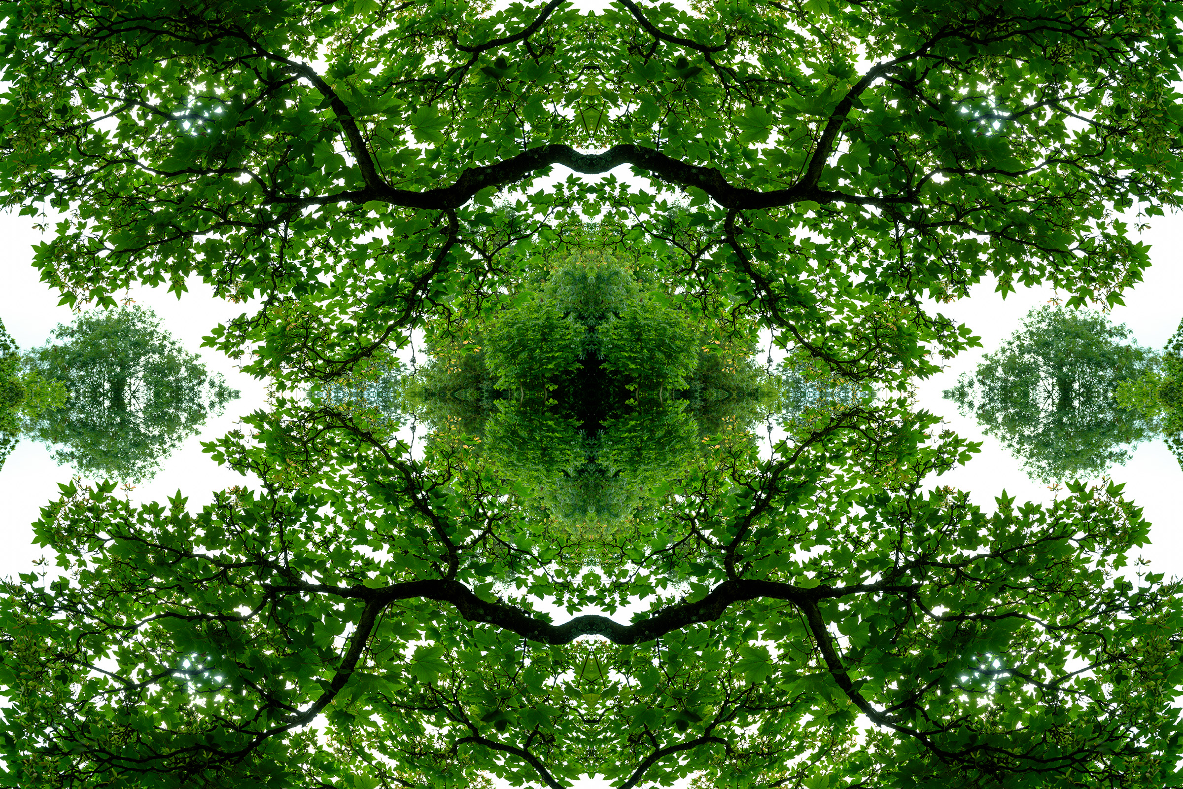 Mirrored - Nature 2025 link image