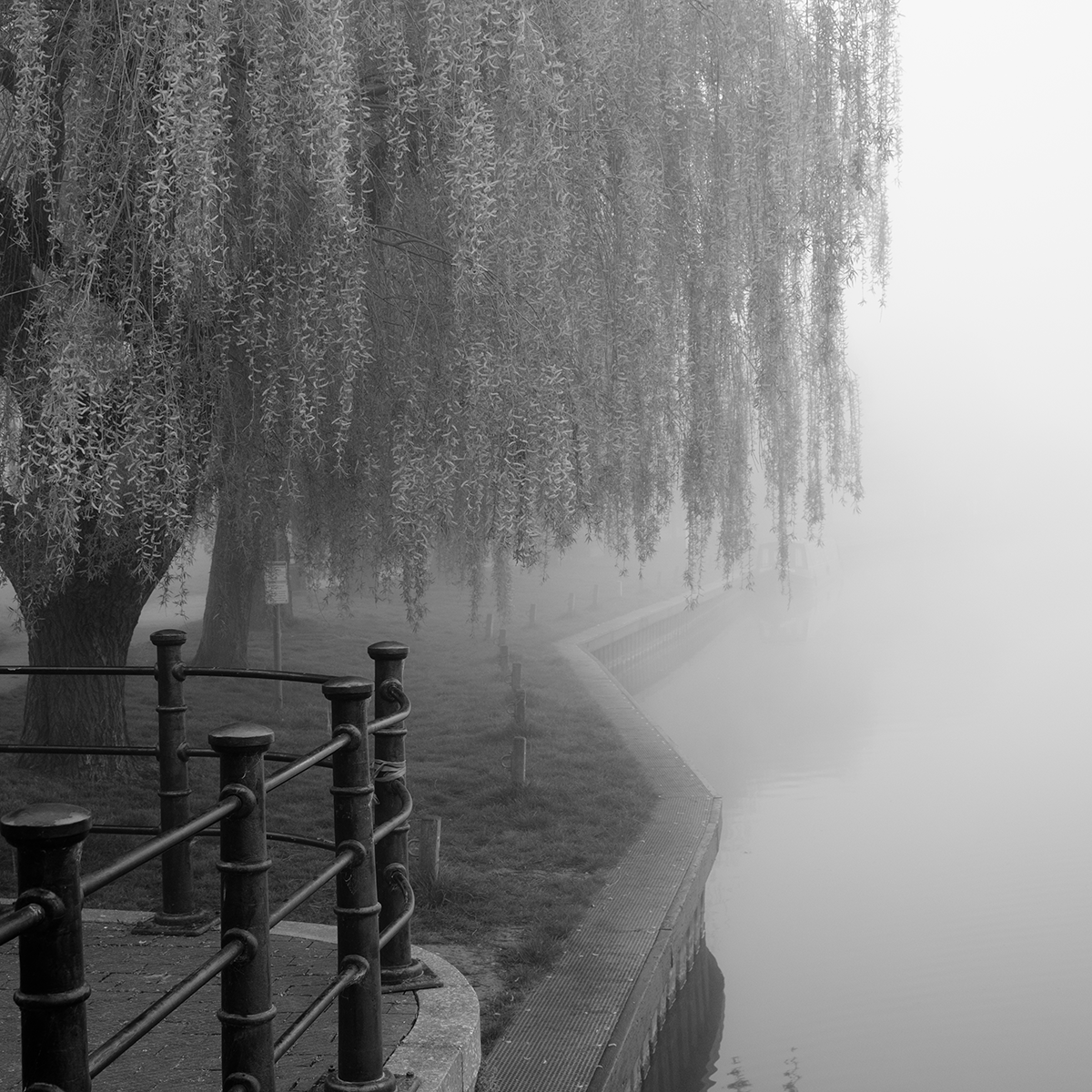 Willow by the River in Mist link image