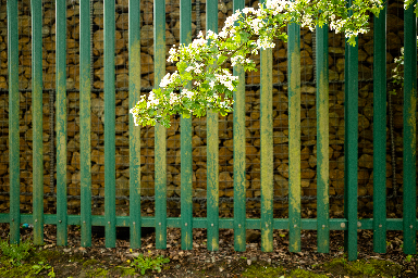 Hawthorn Blossom link image