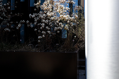 Blossom Caught link image