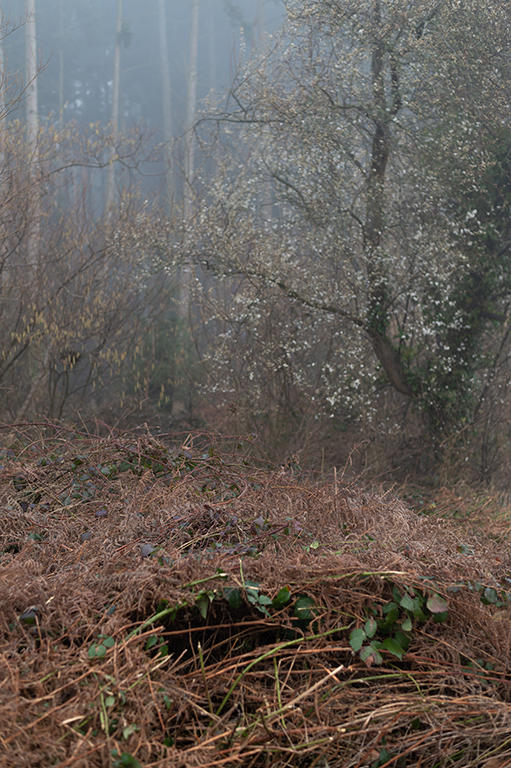 Bracken Bed II image