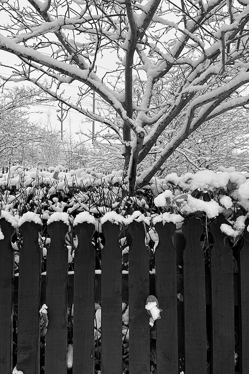 Fence and Tree in Snow image