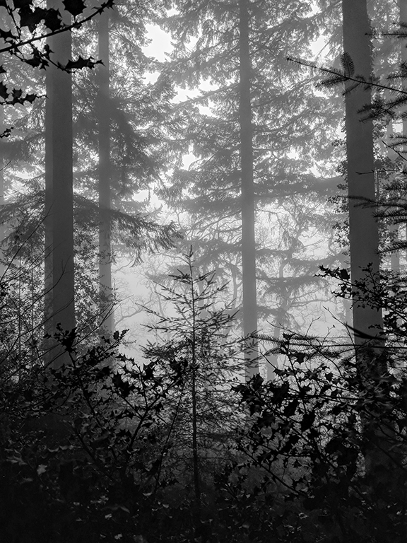 Forest Morning III image