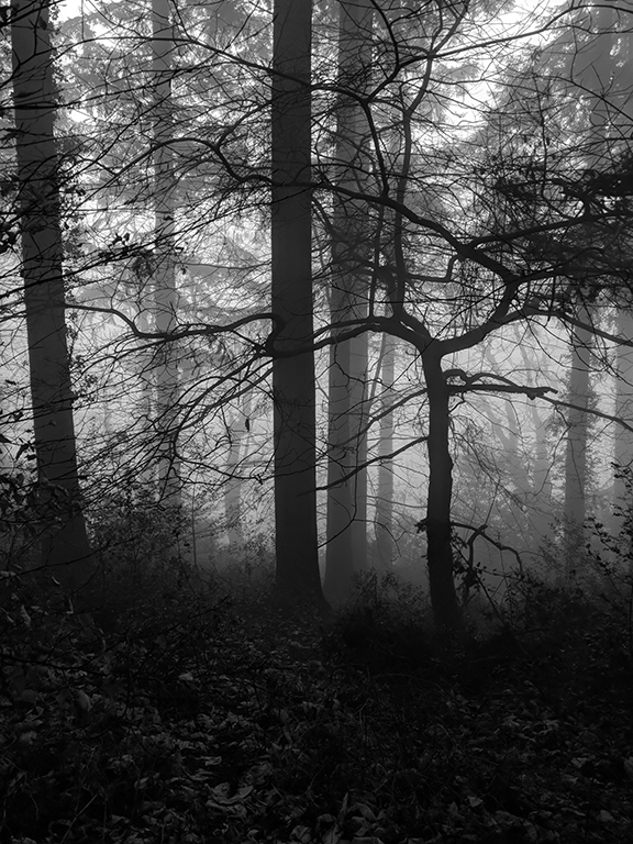 Forest Morning II image