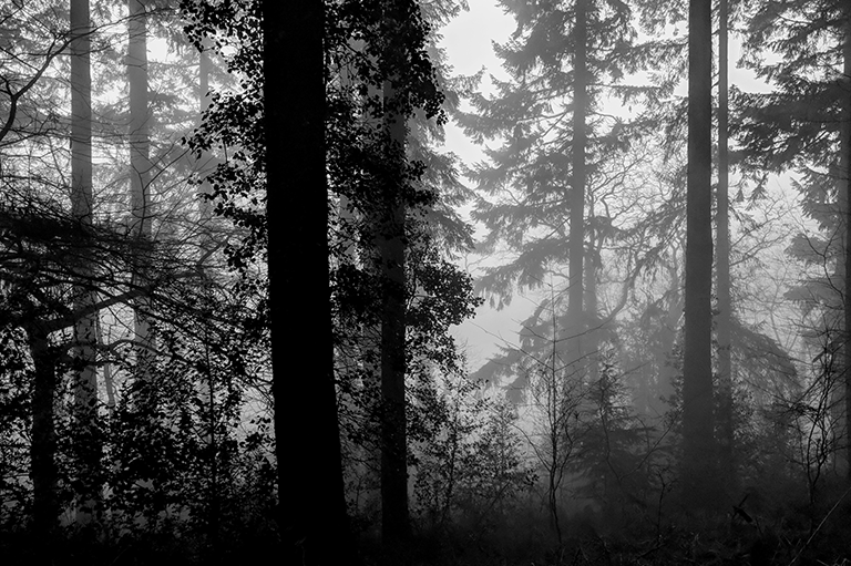 Forest Morning I image