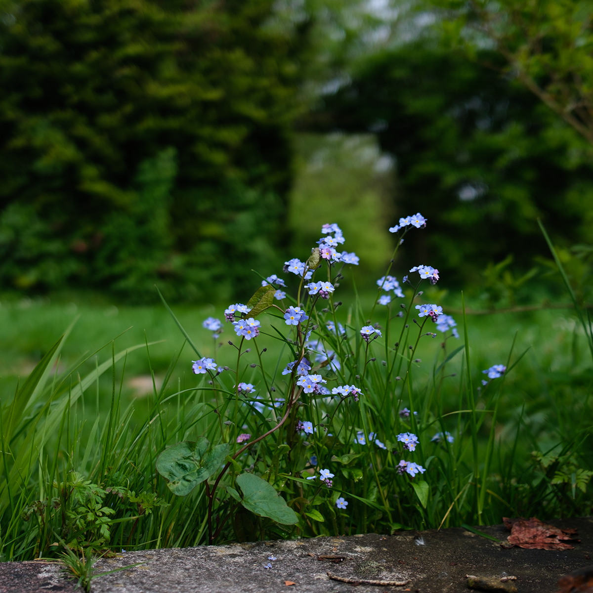Forget-me-not image
