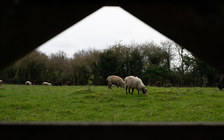 Glastonbury Field of Sheep image