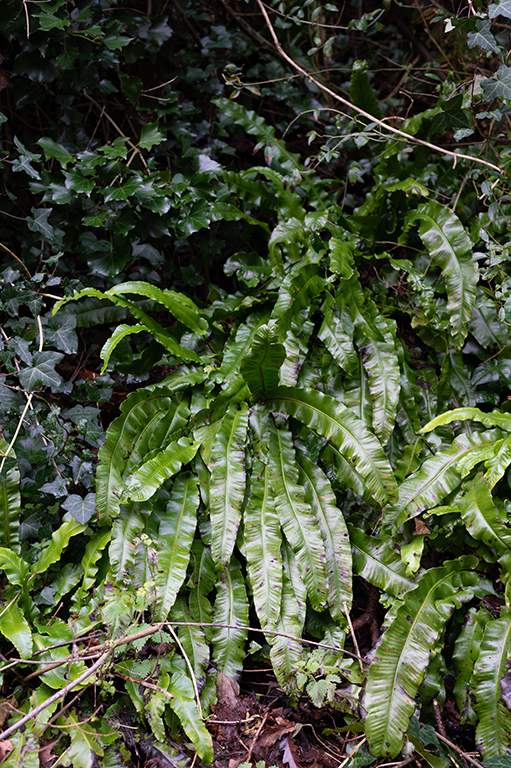 Ivy and Fern image