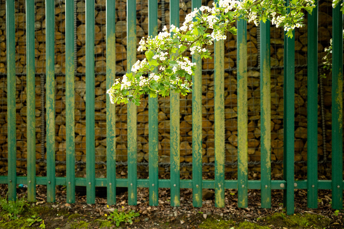 Hawthorn Blossom I image