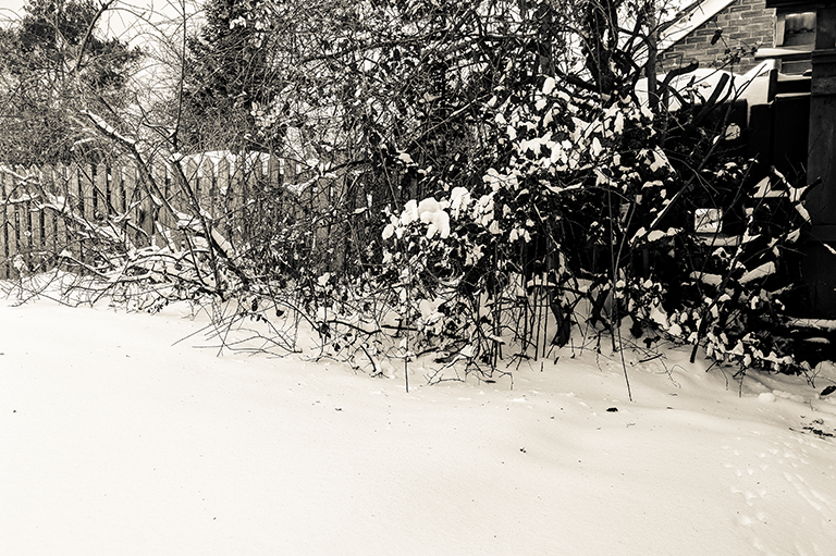 Hedge In Snow image
