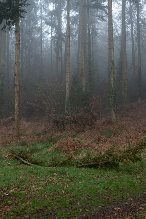 Into Pine Trees image