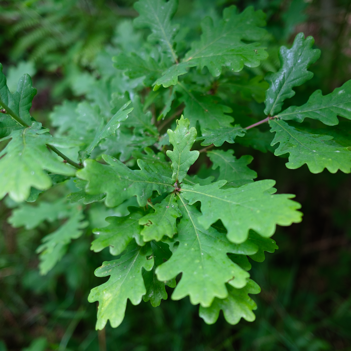 Oak Leaves II image