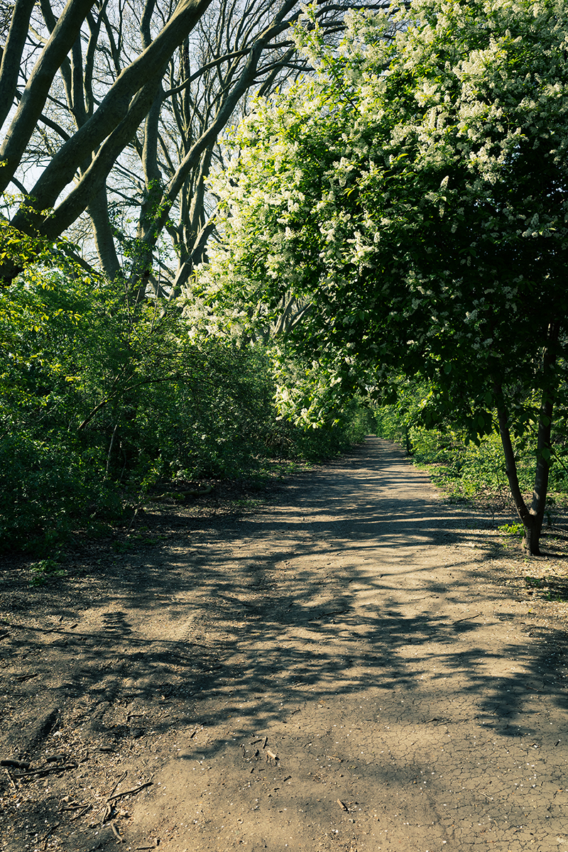 Path Through Woodland I image