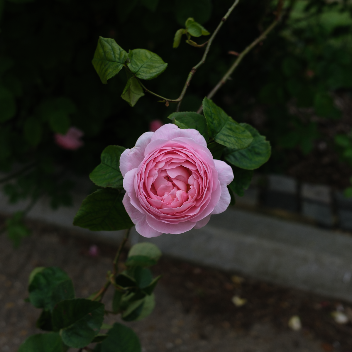 Pink Rose image