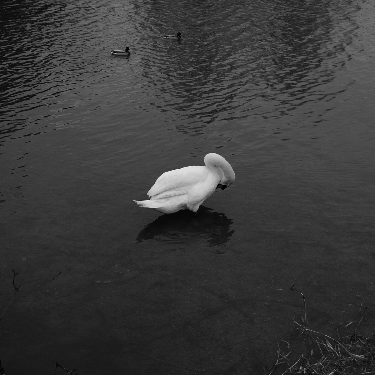 Single Swan I link image