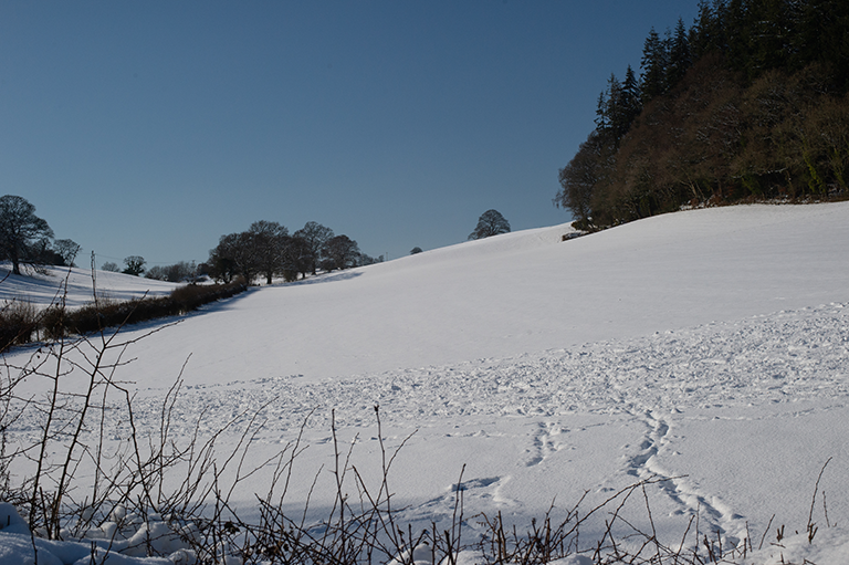 Snow Field image