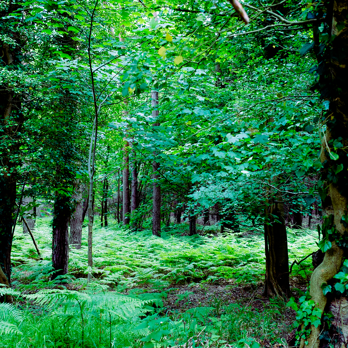 Suffolk Forest Green IV (super) image