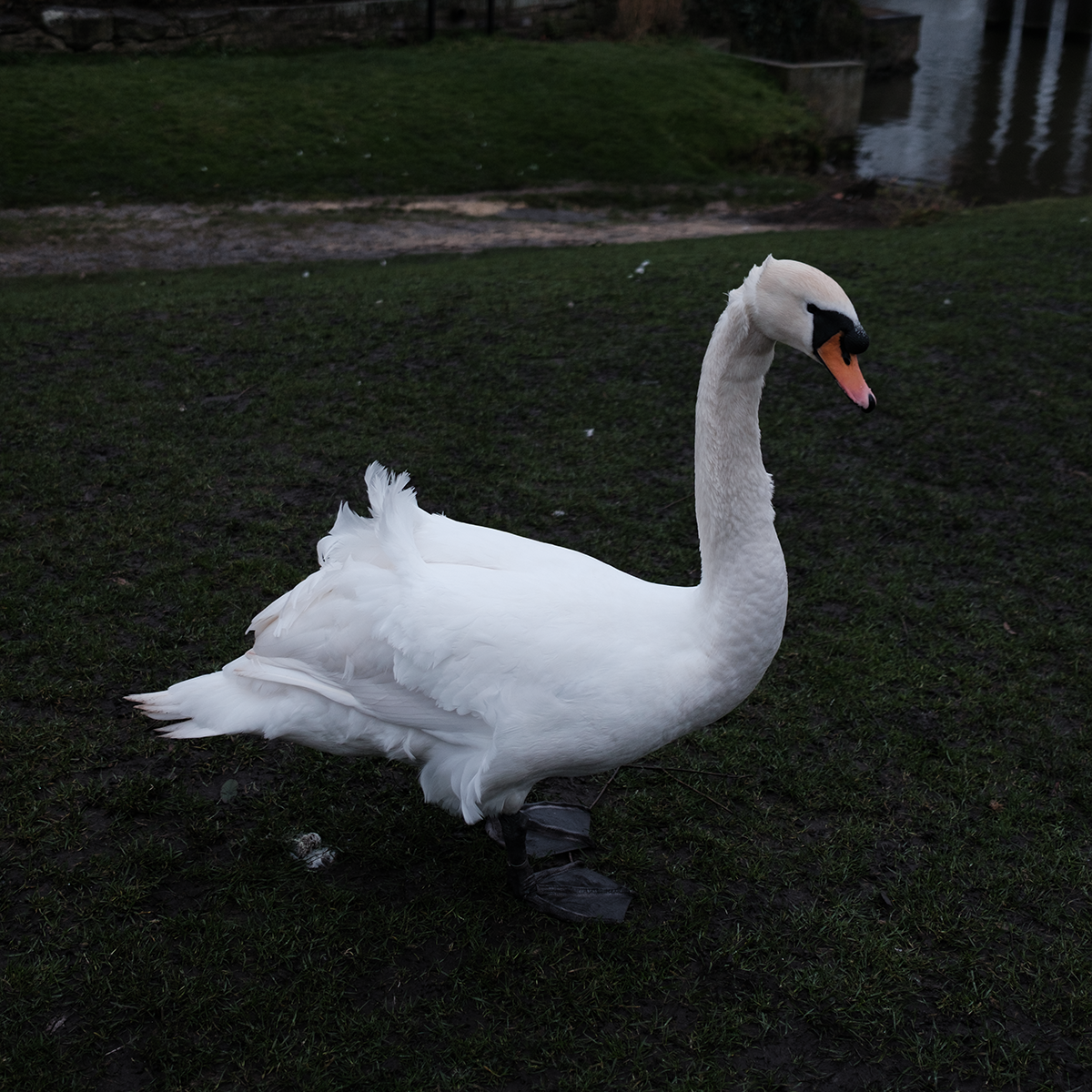 Swan III image