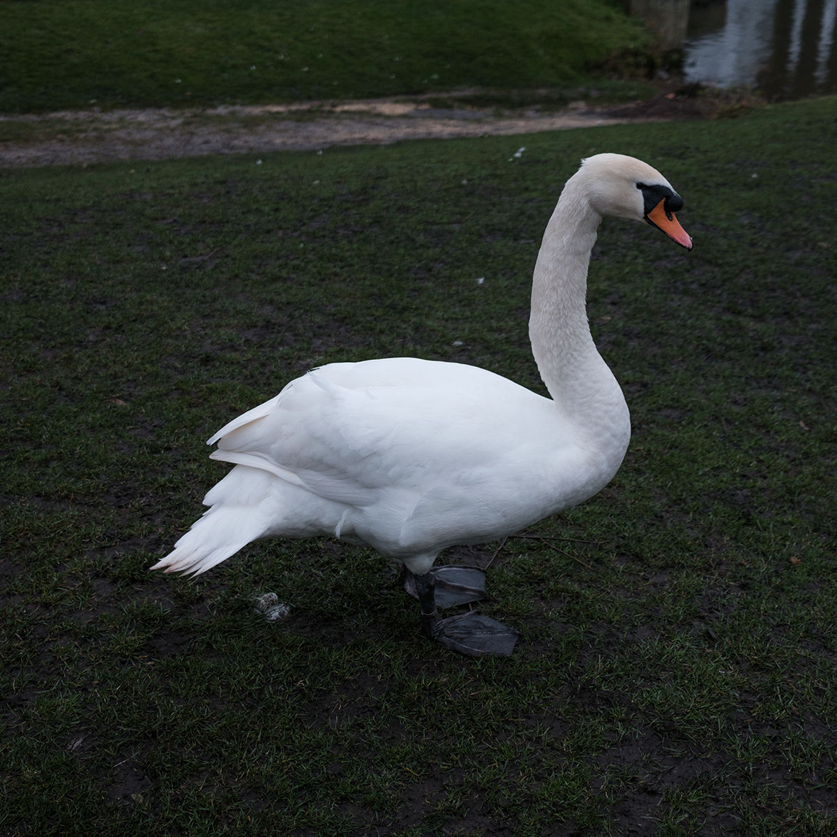Swan II image