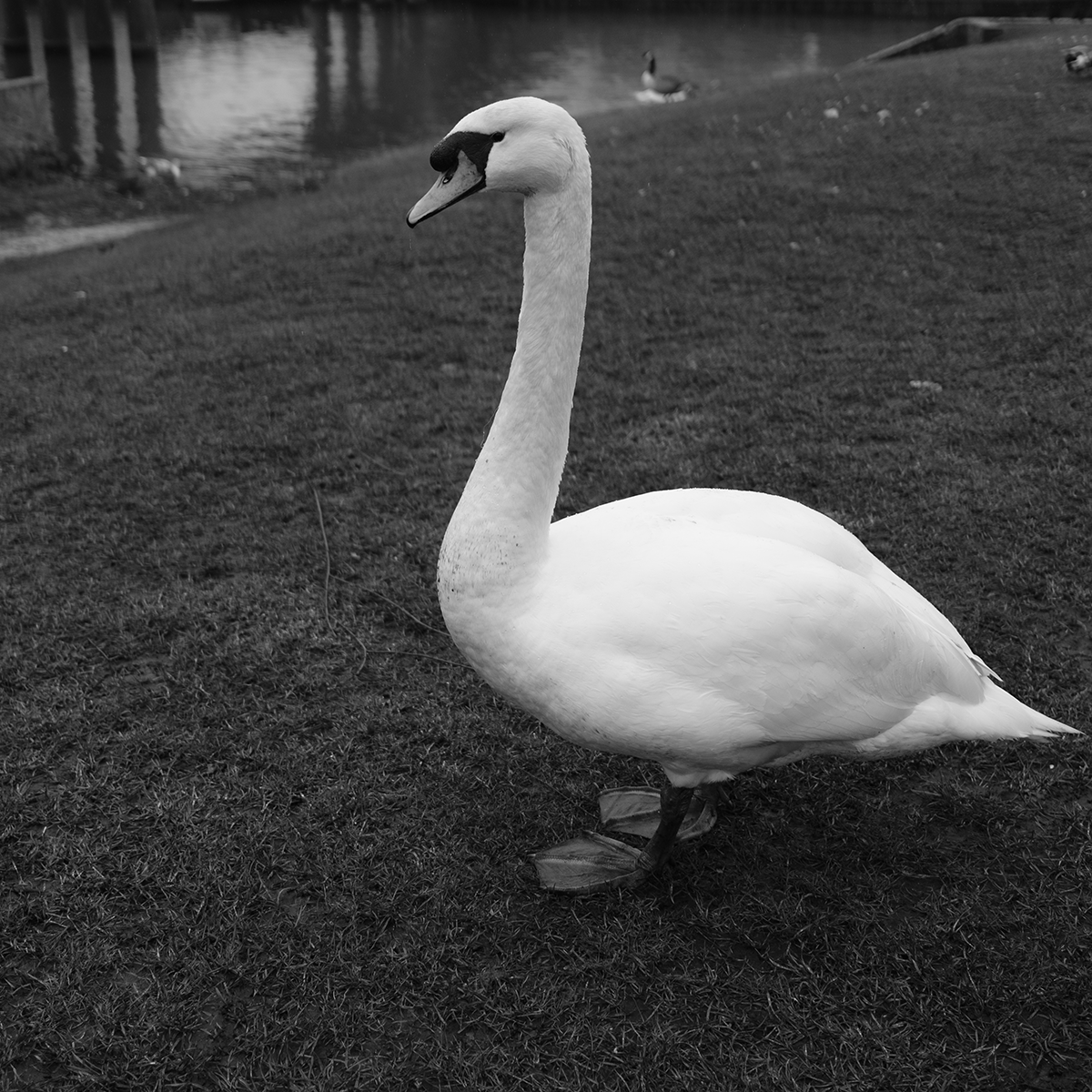 Swan link image