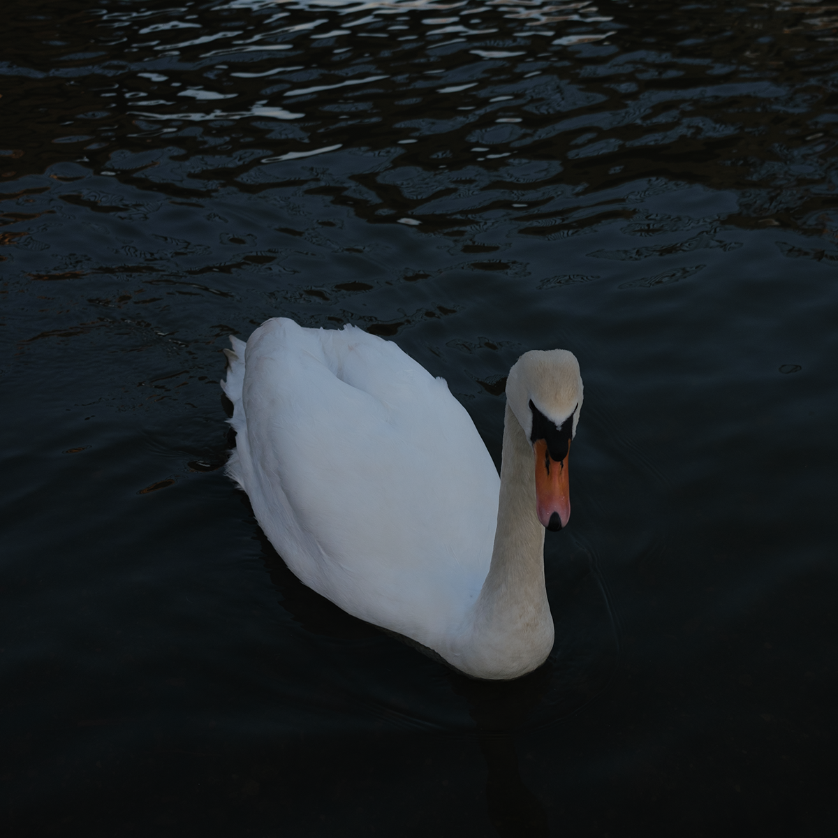Swan I III image