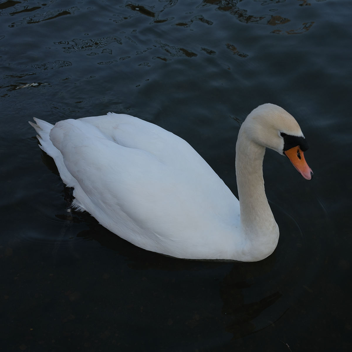 Swan I IV image