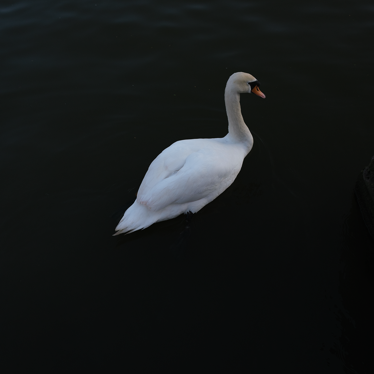 Swan I V image