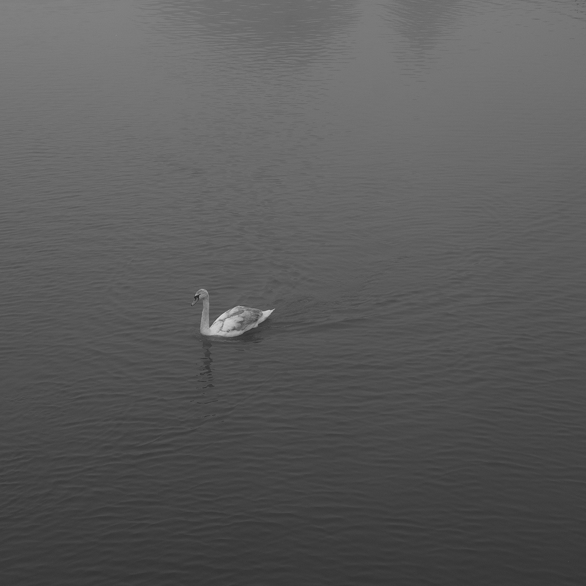 Mist Swan link image