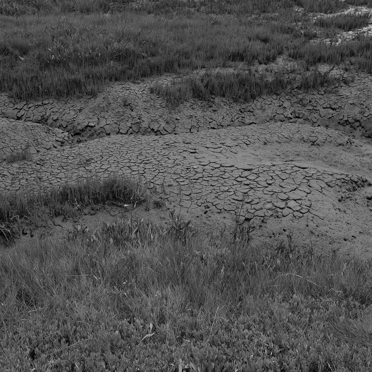 Thornham - salt marshes VI link image
