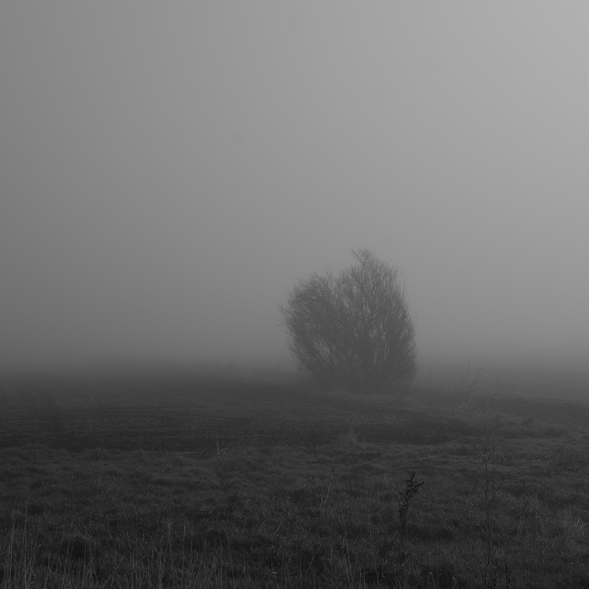 Tree in the Mist III B+W link image