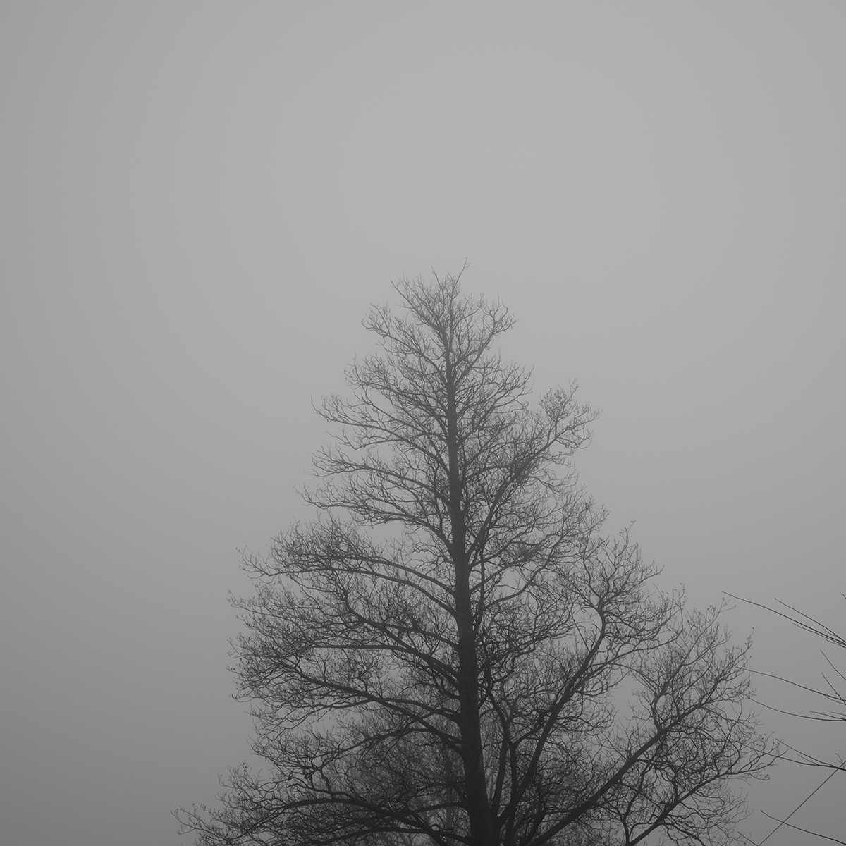 Tree Top in the Mist link image