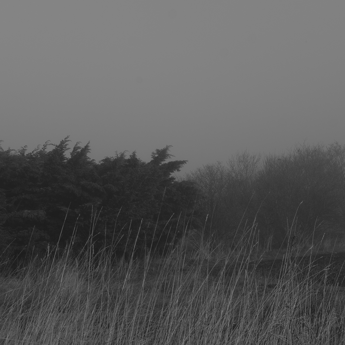 Trees in the Mist II B+W link image