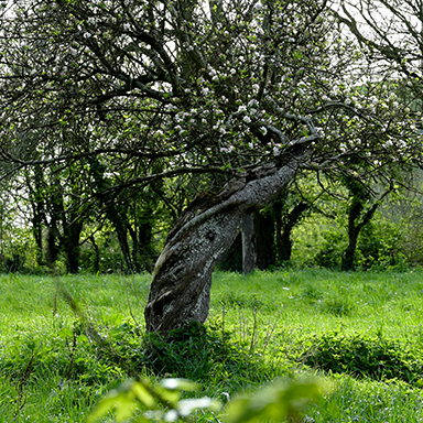 Twisted Tree 2024 link image