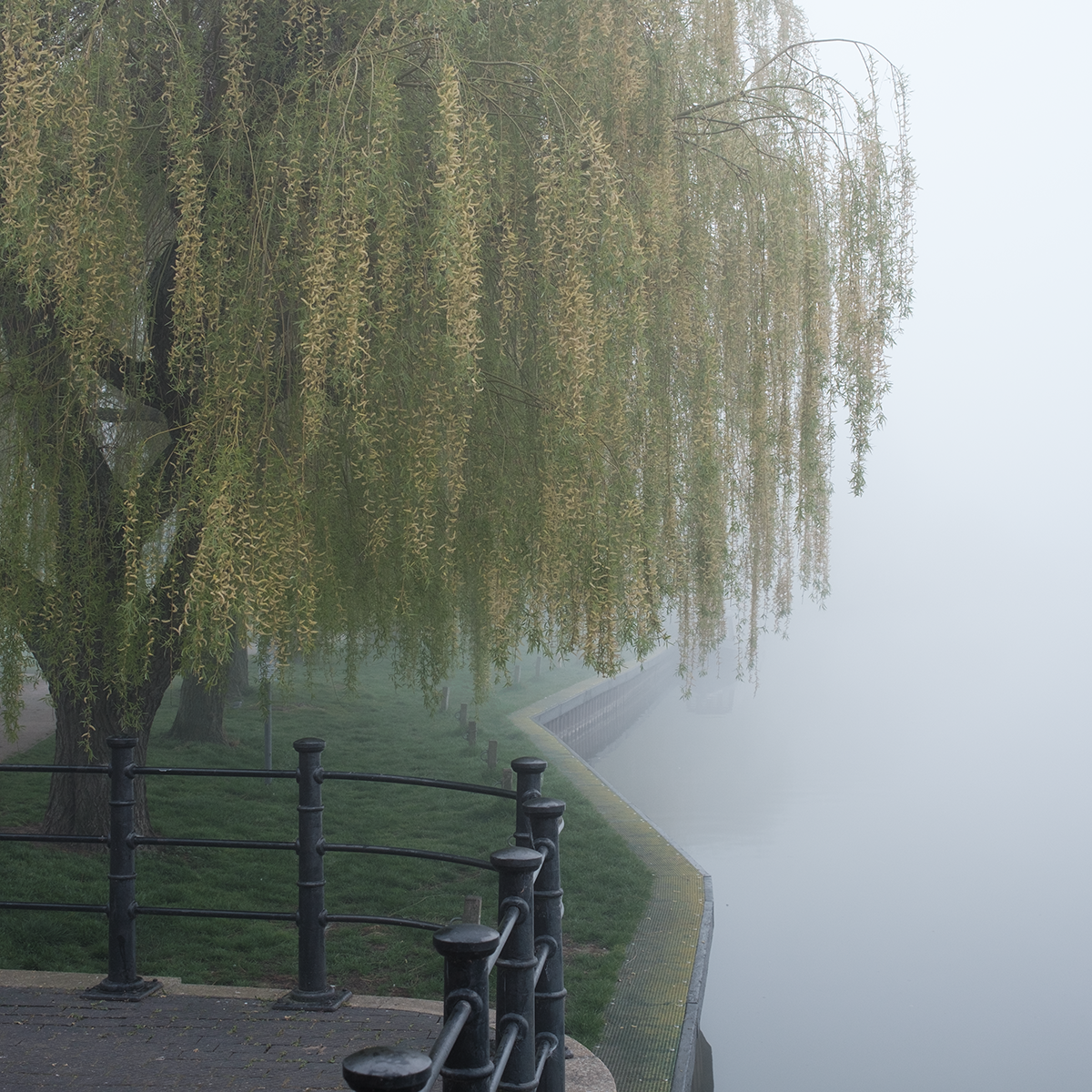 Willow in Mist image