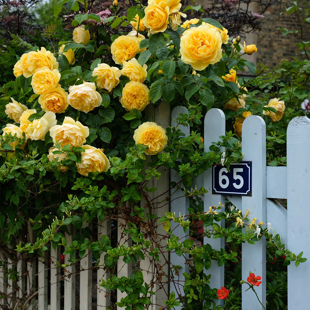 Yellow Roses 2022 link image